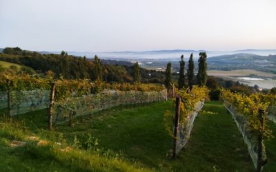 Chors z Winnicy Uroczysko z karpiem od Tomali pieczonym w jarzynach