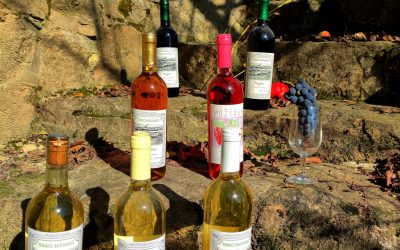 Winnica Piwnice Antoniego: wina, miody, octy winne